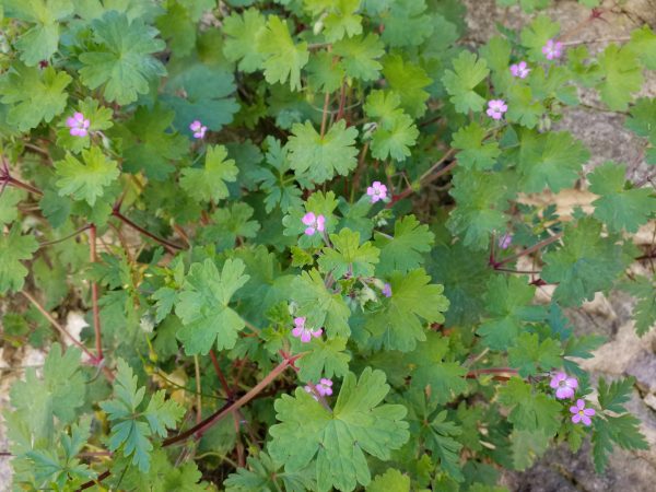 Photos prises par l'appareil de la Tab S3